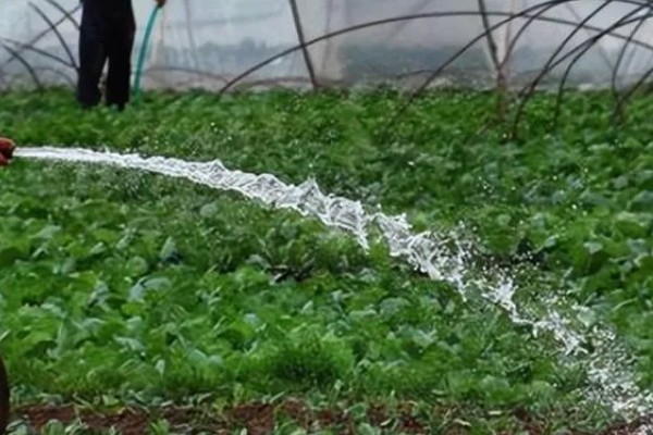 雾霾天气大棚蔬菜的管理方法，一定要科学浇水