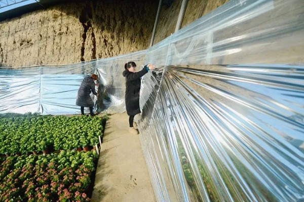 雾霾天气大棚蔬菜的管理方法，一定要科学浇水