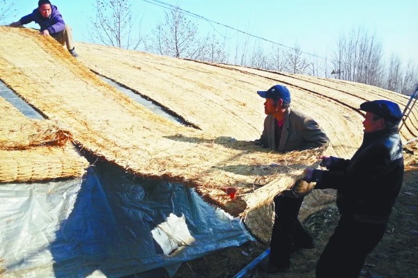 雾霾天气大棚蔬菜的管理方法，一定要科学浇水