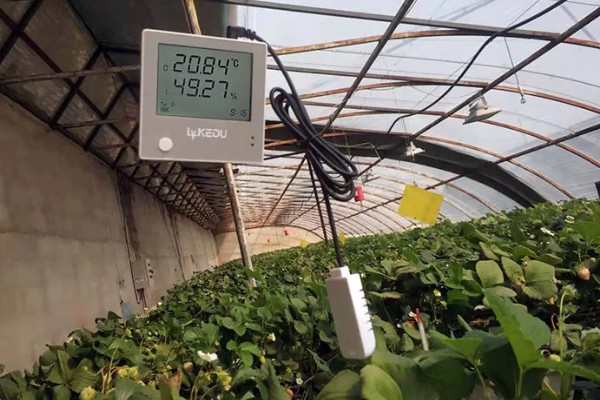 雾霾天气大棚蔬菜的管理方法，一定要科学浇水