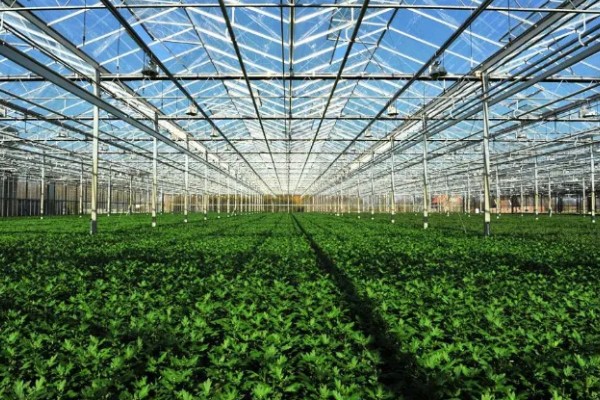 雾霾天气大棚蔬菜的管理方法，一定要科学浇水