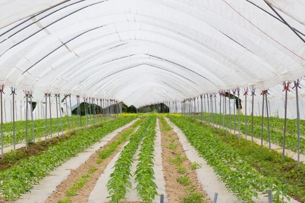 雾霾天气大棚蔬菜的管理方法，一定要科学浇水