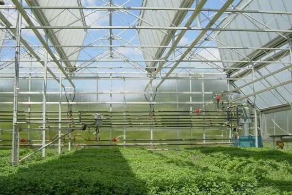 雾霾天气大棚蔬菜的管理方法，一定要科学浇水