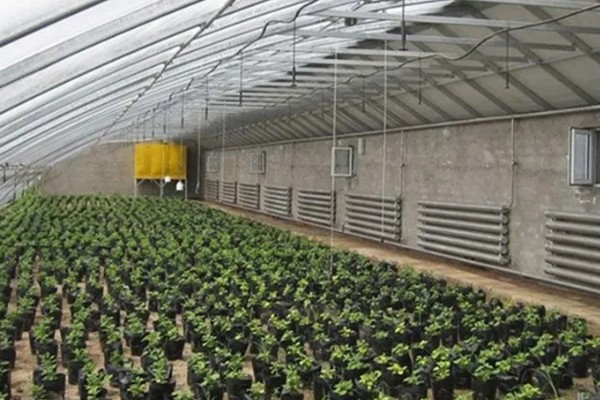 雾霾天气大棚蔬菜的管理方法，一定要科学浇水