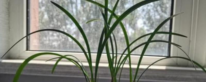 紫根兰的花期，在2-4月份