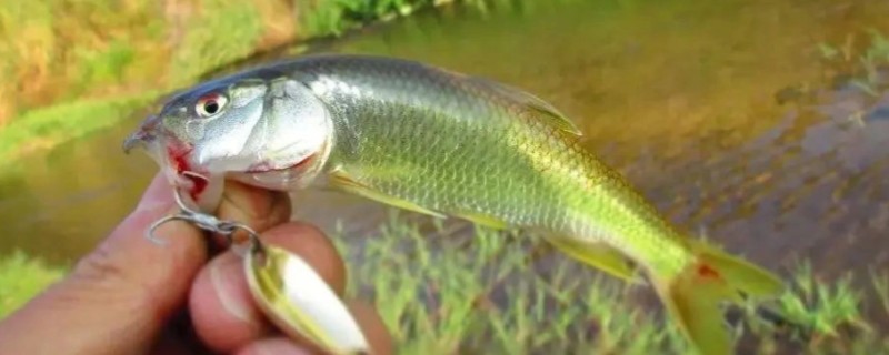 马口不开口的原因，可能是天气不合适所致