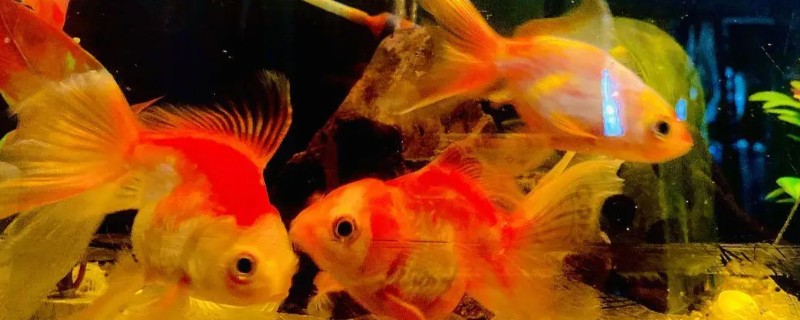 鱼掉鳞片怎么办，打架受伤可以隔离饲养