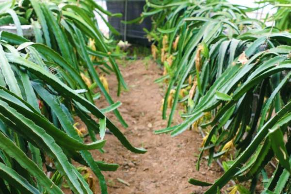 火龙果的种类有哪些，有黄火龙果、白火龙果等