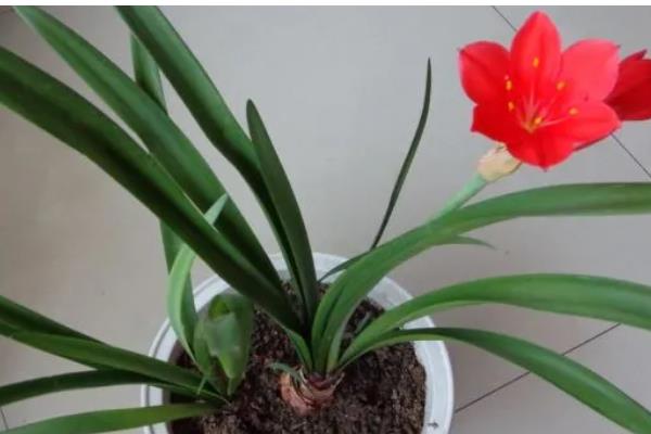 紫根兰的花期，在2-4月份