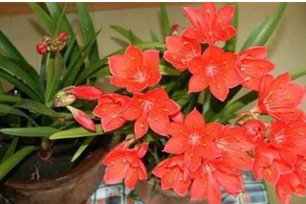 紫根兰的花期，在2-4月份