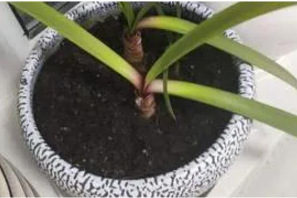 紫根兰的花期，在2-4月份