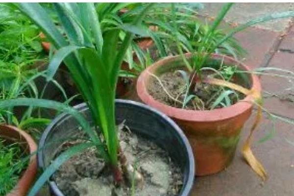 紫根兰的花期，在2-4月份