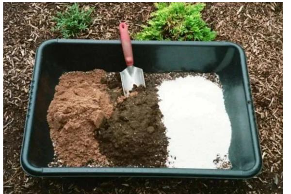 紫根兰的花期，在2-4月份