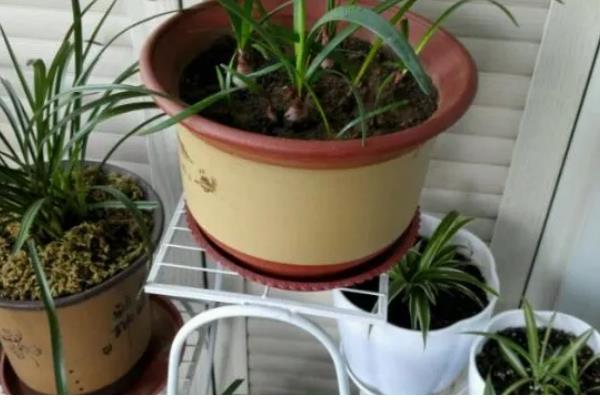 紫根兰的花期，在2-4月份