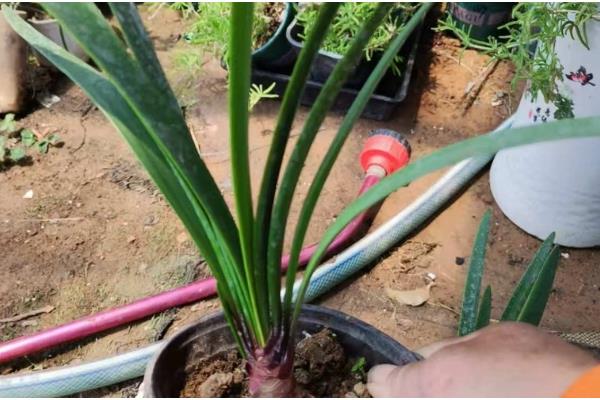 紫根兰的花期，在2-4月份