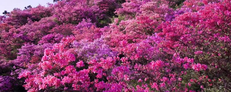 杜鹃花有什么寓意，代表热情似火、自强不息等含义