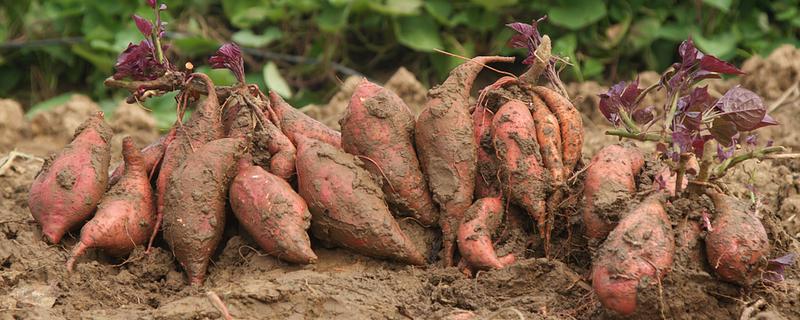 红薯的成熟季节，一般在9-11月份成熟收获