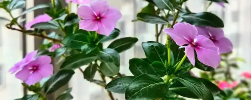 四季梅怎么修剪，侧面过长的枝条最少需要保留3cm