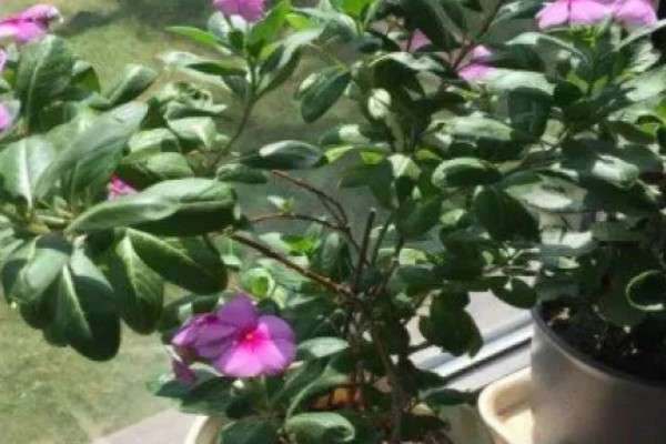 四季梅怎么修剪，侧面过长的枝条最少需要保留3cm