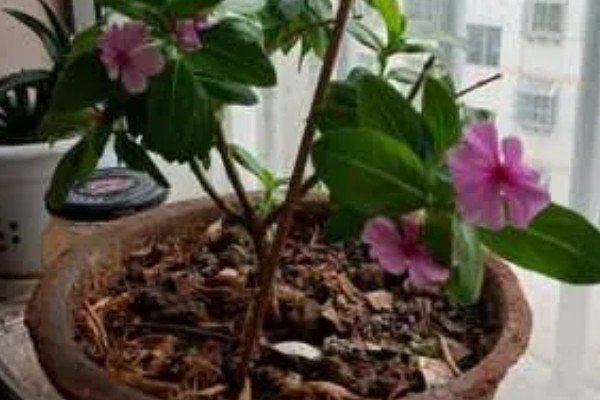 四季梅怎么修剪，侧面过长的枝条最少需要保留3cm