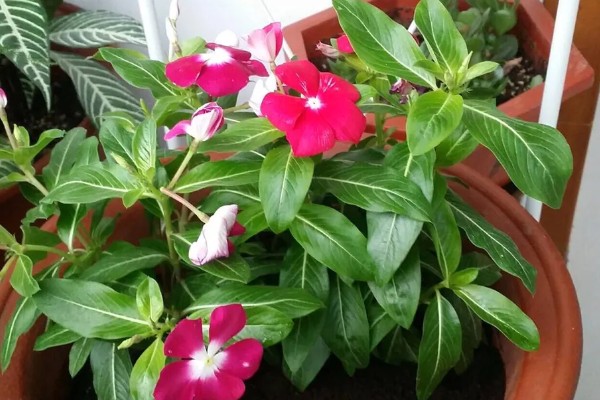 四季梅怎么修剪，侧面过长的枝条最少需要保留3cm