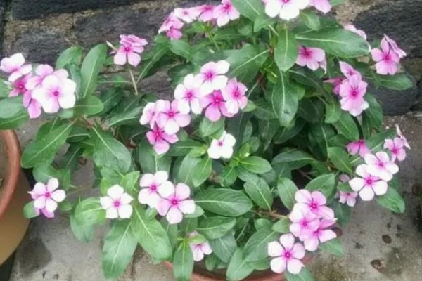 四季梅怎么修剪，侧面过长的枝条最少需要保留3cm