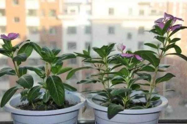 四季梅怎么修剪，侧面过长的枝条最少需要保留3cm