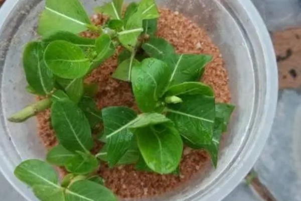 四季梅怎么修剪，侧面过长的枝条最少需要保留3cm