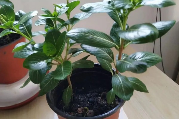 四季梅怎么修剪，侧面过长的枝条最少需要保留3cm