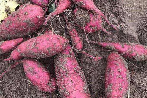 红薯的成熟季节,一般在9-11月份成熟收获