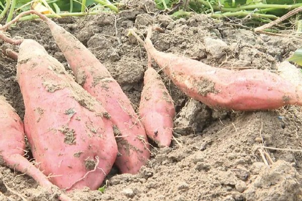 红薯的成熟季节,一般在9-11月份成熟收获