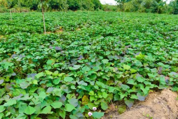 红薯的成熟季节,一般在9-11月份成熟收获