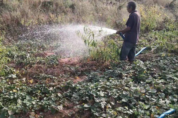 红薯的成熟季节,一般在9-11月份成熟收获