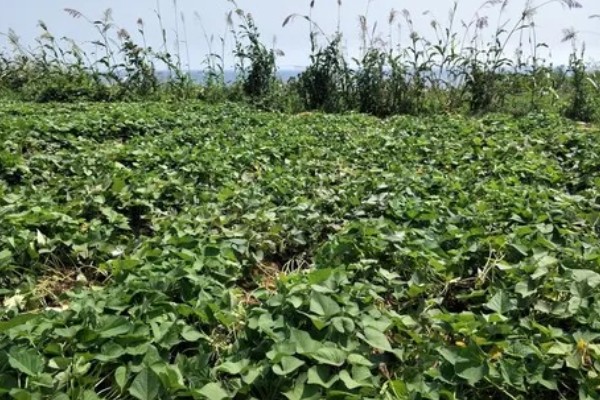 红薯的成熟季节,一般在9-11月份成熟收获