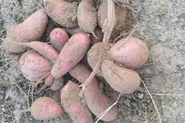 红薯的成熟季节,一般在9-11月份成熟收获