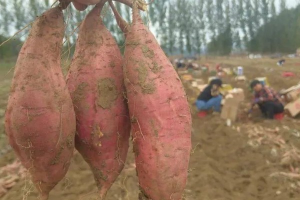 红薯的成熟季节,一般在9-11月份成熟收获