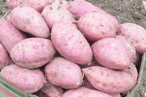 红薯的成熟季节,一般在9-11月份成熟收获