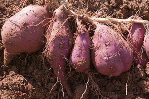 红薯的成熟季节,一般在9-11月份成熟收获