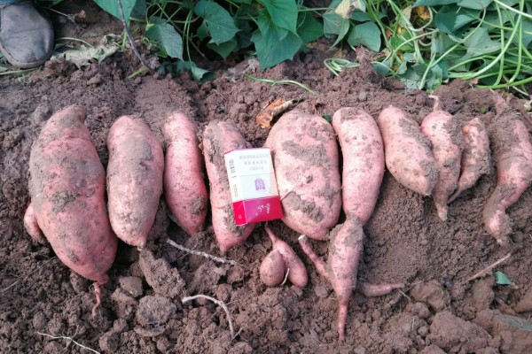 红薯的成熟季节,一般在9-11月份成熟收获