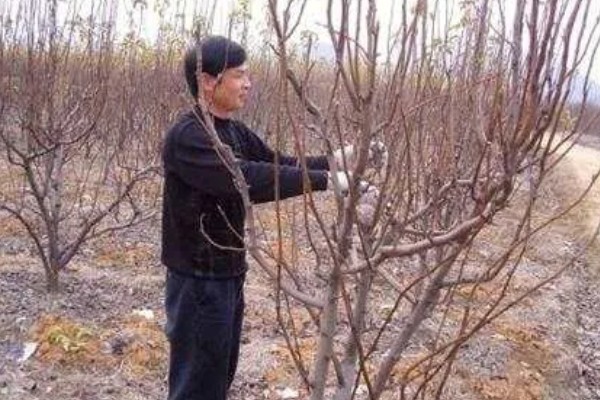 梨树冬季怎么剪枝，需要根据梨树的长势来决定