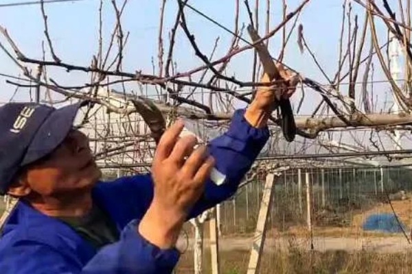 梨树冬季怎么剪枝，需要根据梨树的长势来决定