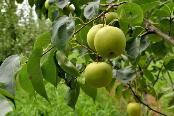梨树冬季怎么剪枝，需要根据梨树的长势来决定