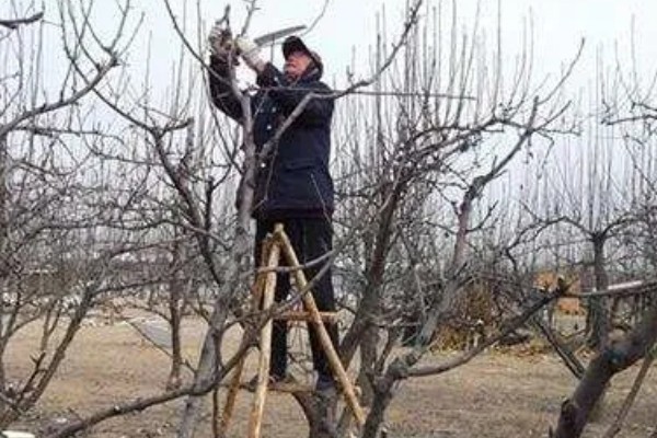 梨树冬季怎么剪枝，需要根据梨树的长势来决定