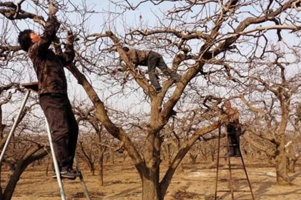 梨树冬季怎么剪枝，需要根据梨树的长势来决定