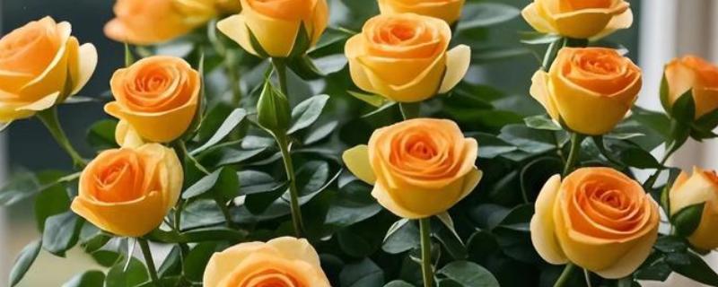 玫瑰花叶片萎蔫的原因，缺光、土壤过碱等因素都会造成