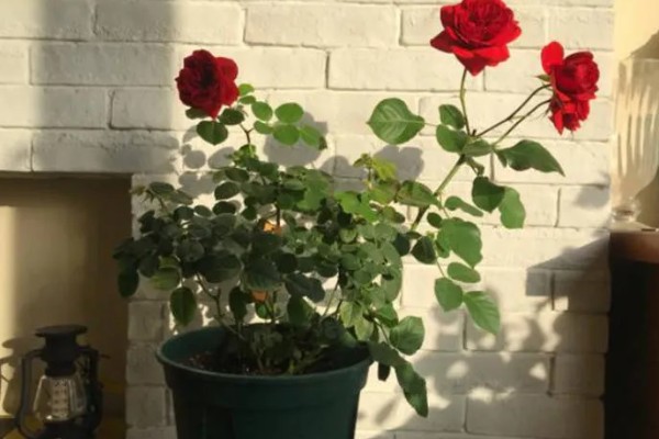 玫瑰花叶片萎蔫的原因，缺光、土壤过碱等因素都会造成