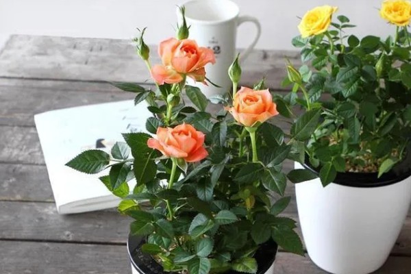 玫瑰花叶片萎蔫的原因，缺光、土壤过碱等因素都会造成