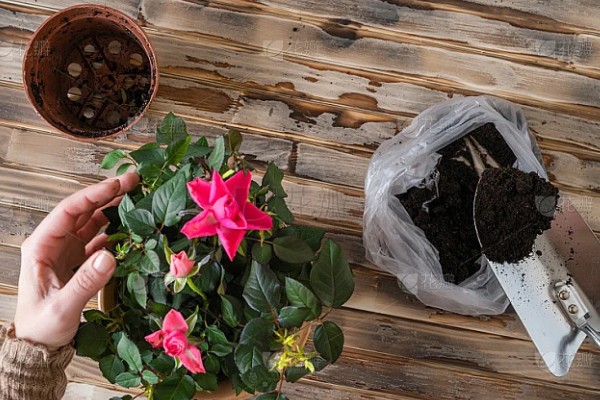 玫瑰花叶片萎蔫的原因，缺光、土壤过碱等因素都会造成