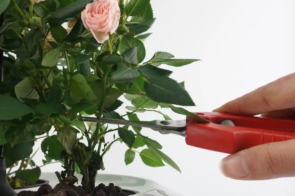 玫瑰花叶片萎蔫的原因，缺光、土壤过碱等因素都会造成