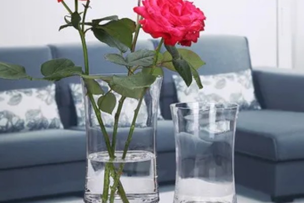 玫瑰花叶片萎蔫的原因，缺光、土壤过碱等因素都会造成